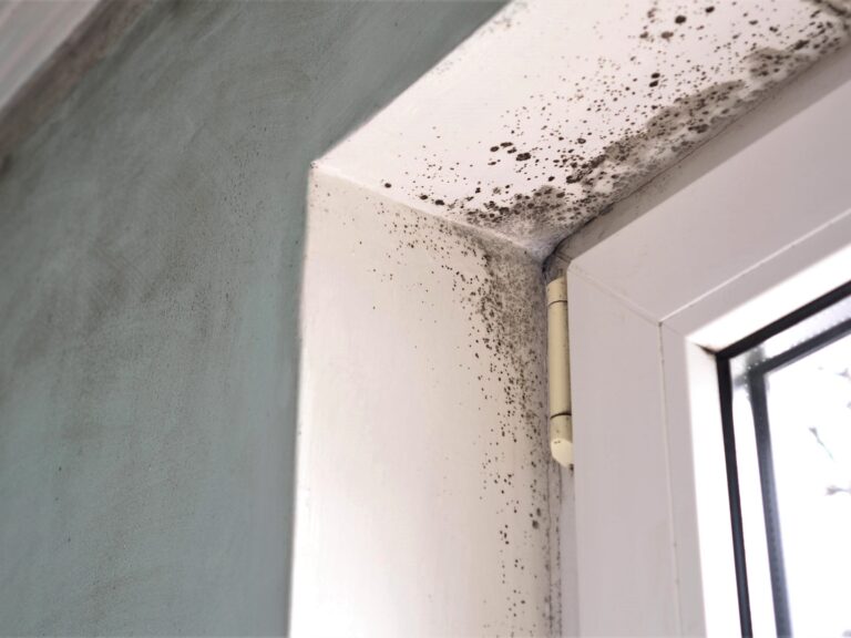 Does UV Light Kill Mold? You Can Learn All About Here Massey Energy Co